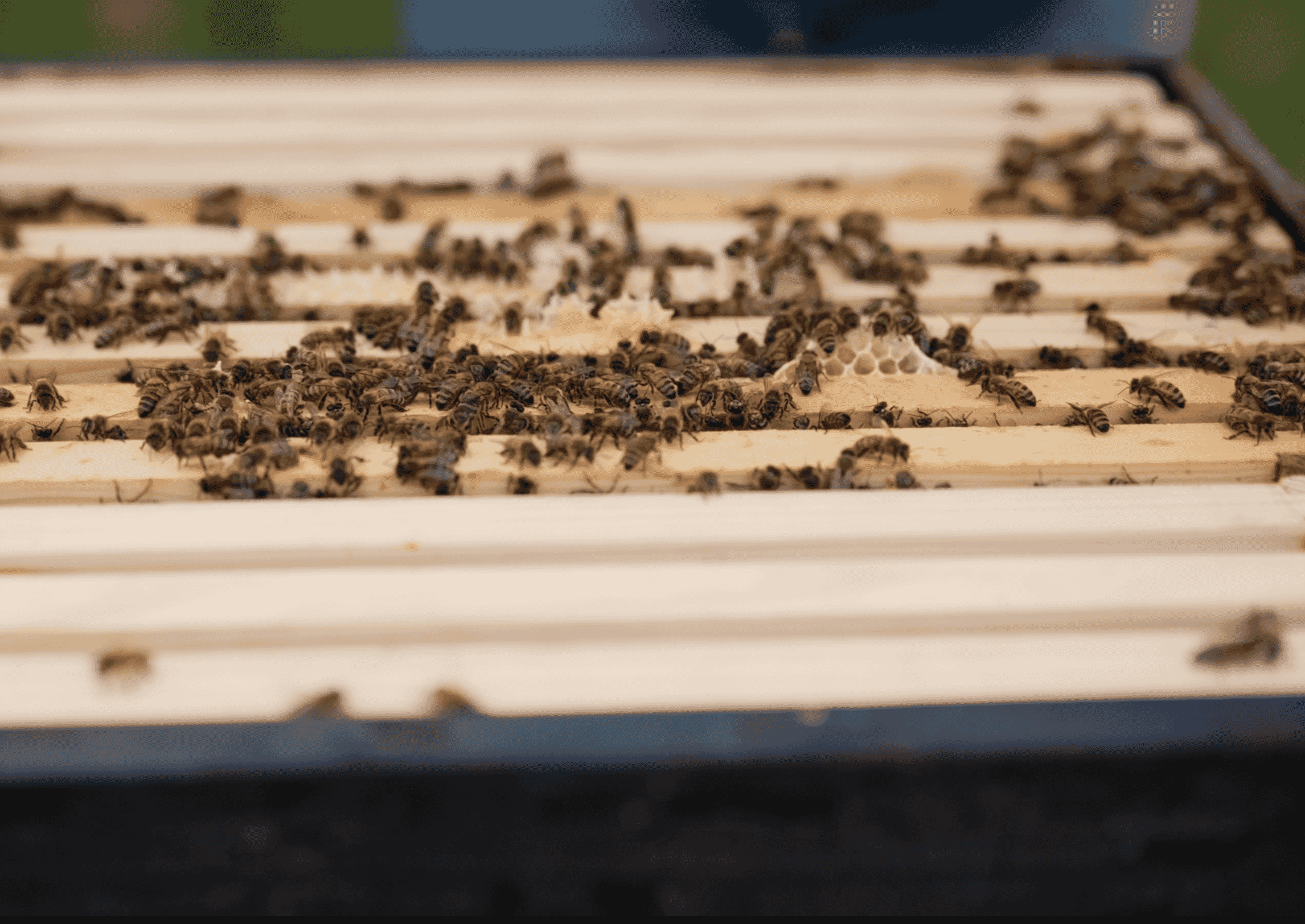 bees making honey for the venue