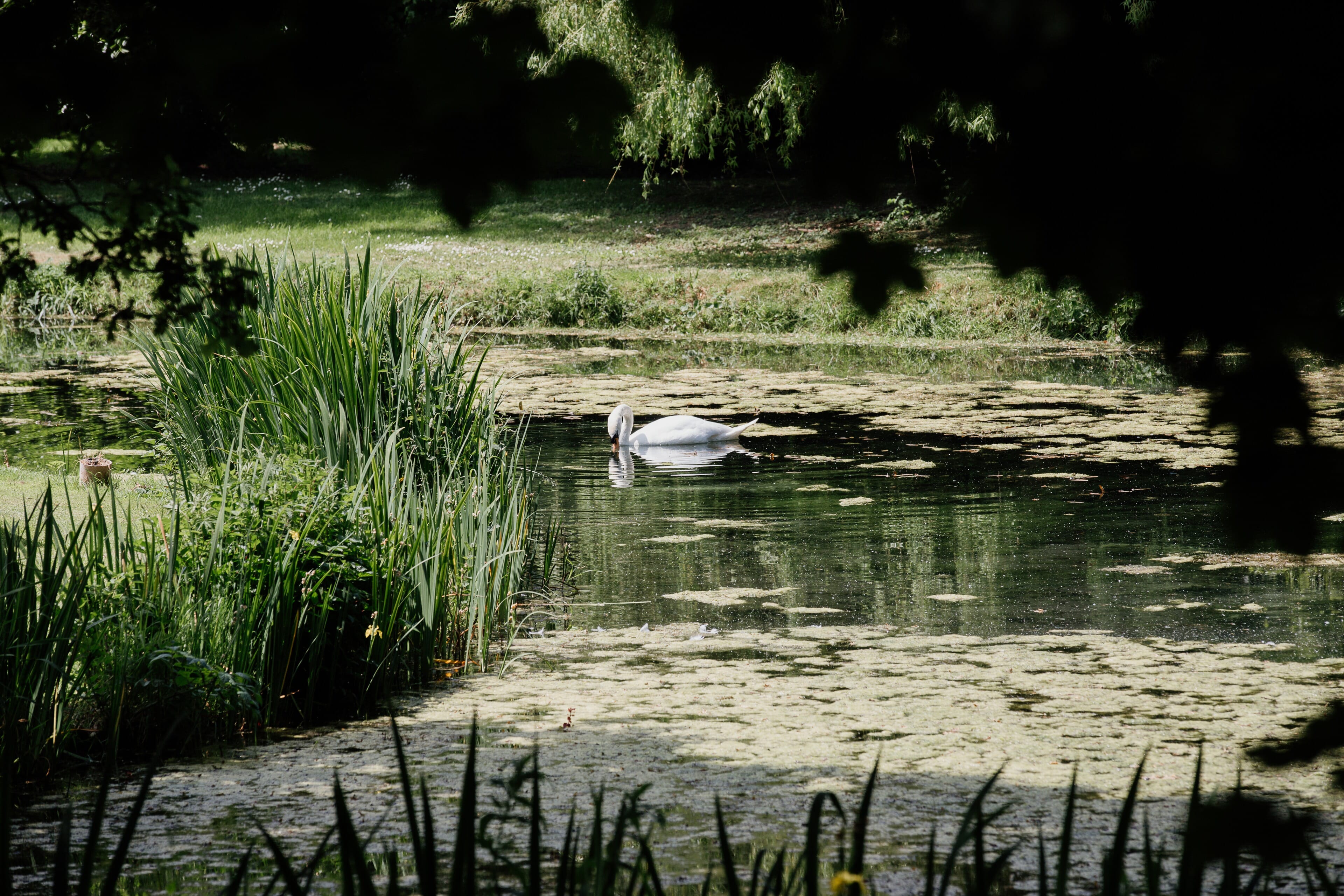 swans down at lake